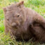 Willy Wombat