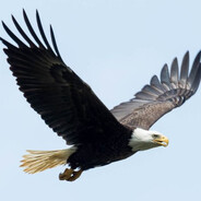 Eagle PEEK avatarı