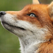 liseł - steam id 76561199033220484