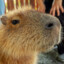 Capybara