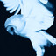 ~pluzi…
