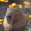 Capybara