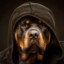 rottweilerOM13