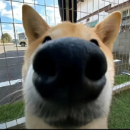 飙到120码的叮叮车