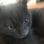 some cool cat :)
