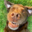 Goodboy