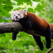 red Panda [good vibes][PT]