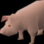 Draynor Pig