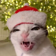 ivanstanislavovich.d