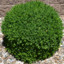 BUSH_foliage