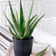 Aloe__Vera