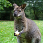 SlipperyWallaby