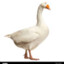 goose
