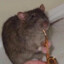 Rat Saxer