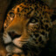 Jagup