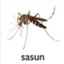 sasun