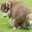 husky