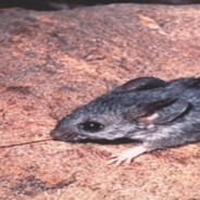 rate my rat