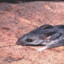 rate my rat