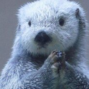 魔法少獭变态獭