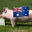 F*** WHITE Pig