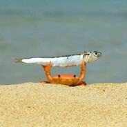 правая члепка