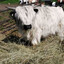 yak