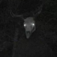 Wendigo avatar