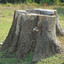 Stump