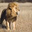 Panthera leo