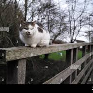 bridge troll