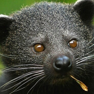 Mochafox's avatar