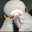 Pigeon :)