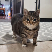 ～旋转灵感菇～