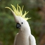 Cacatua