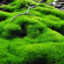 Moss