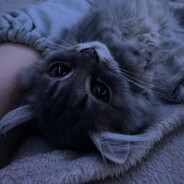 ๋мяукаю за сотку