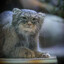 Manul enjoyer