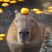 capybara