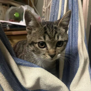 萌萌哒的鸡蛋喵