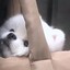 萌面银儿