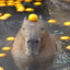 Capybara