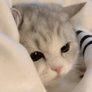 meowmeow77