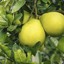 TheMellowPomelo