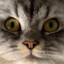 ash.kitty.cat