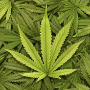 Maciek420 casedrop.eu