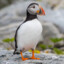 Puffin