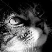 wzzhaoyi avatar