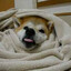 Comfy Doggo