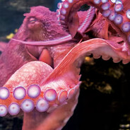 squibbysquid